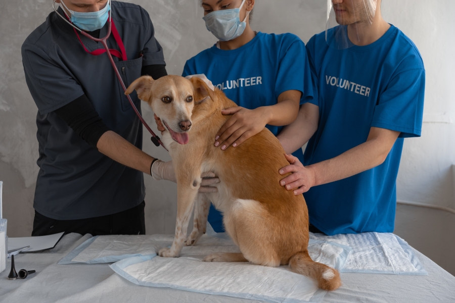 Steps to Get a Job in Animal Care